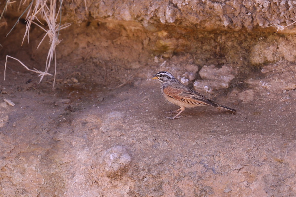 Striolated Bunting - ML401419201
