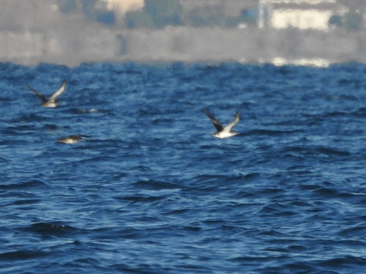 Yelkouan Shearwater - ML401419471