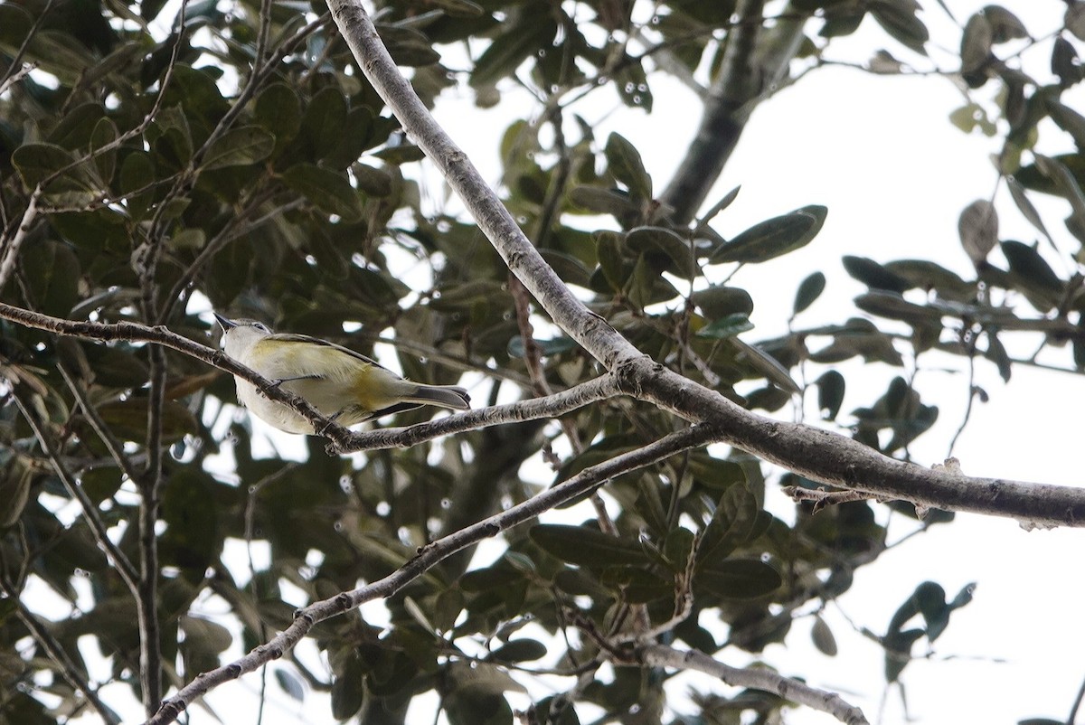 Graukopfvireo - ML401419701