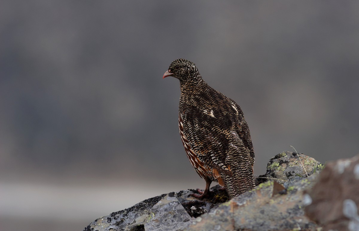 Snow Partridge - ML401419901