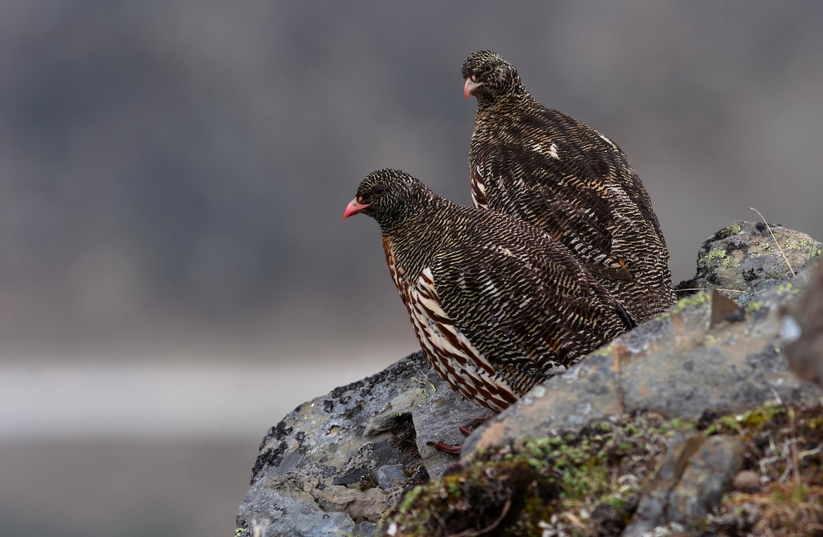 Snow Partridge - ML401419921