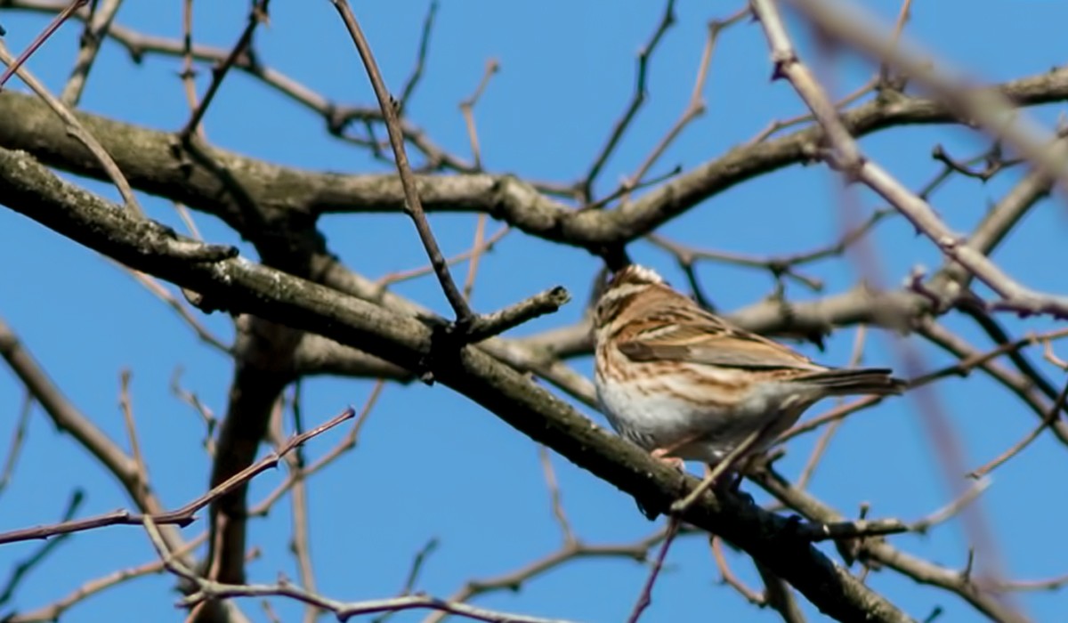 Rustic Bunting - ML401420901