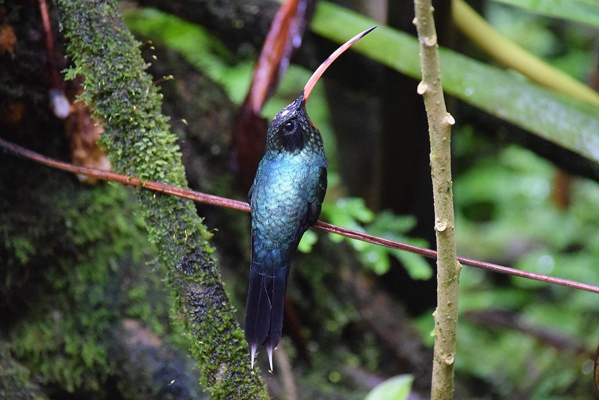 Ermitaño Verde - ML40142111