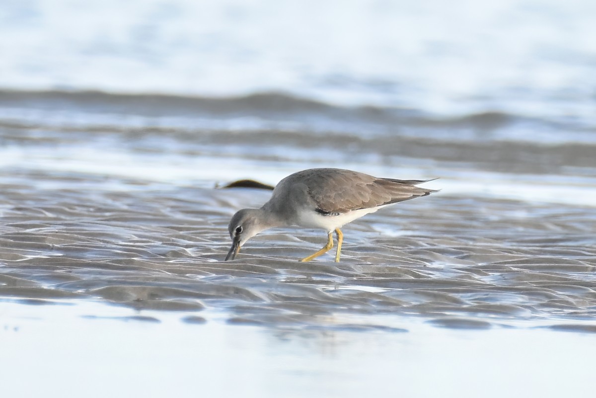 Gray-tailed Tattler - ML401421891