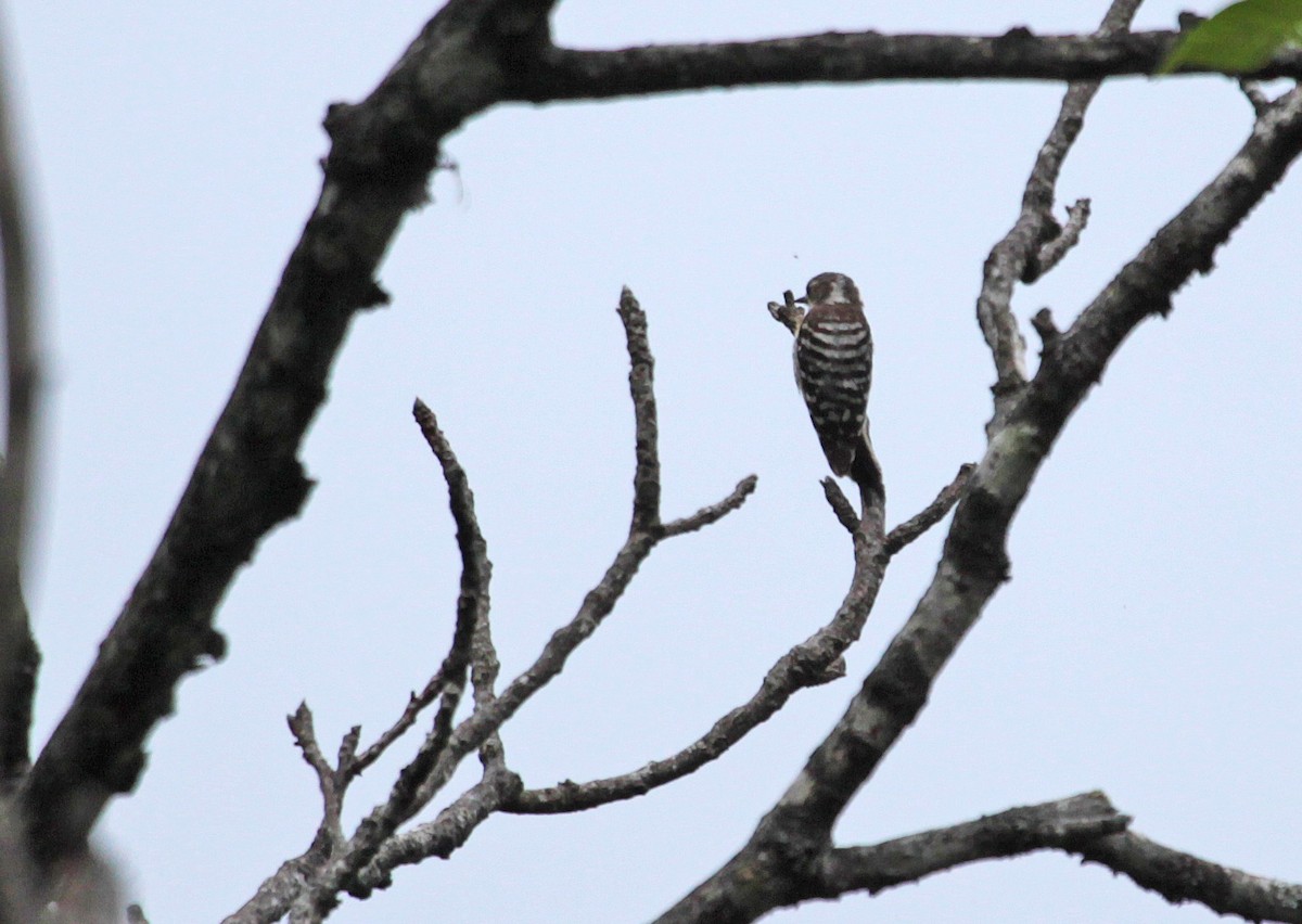 Japanese Pygmy Woodpecker - Ricardo Santamaria