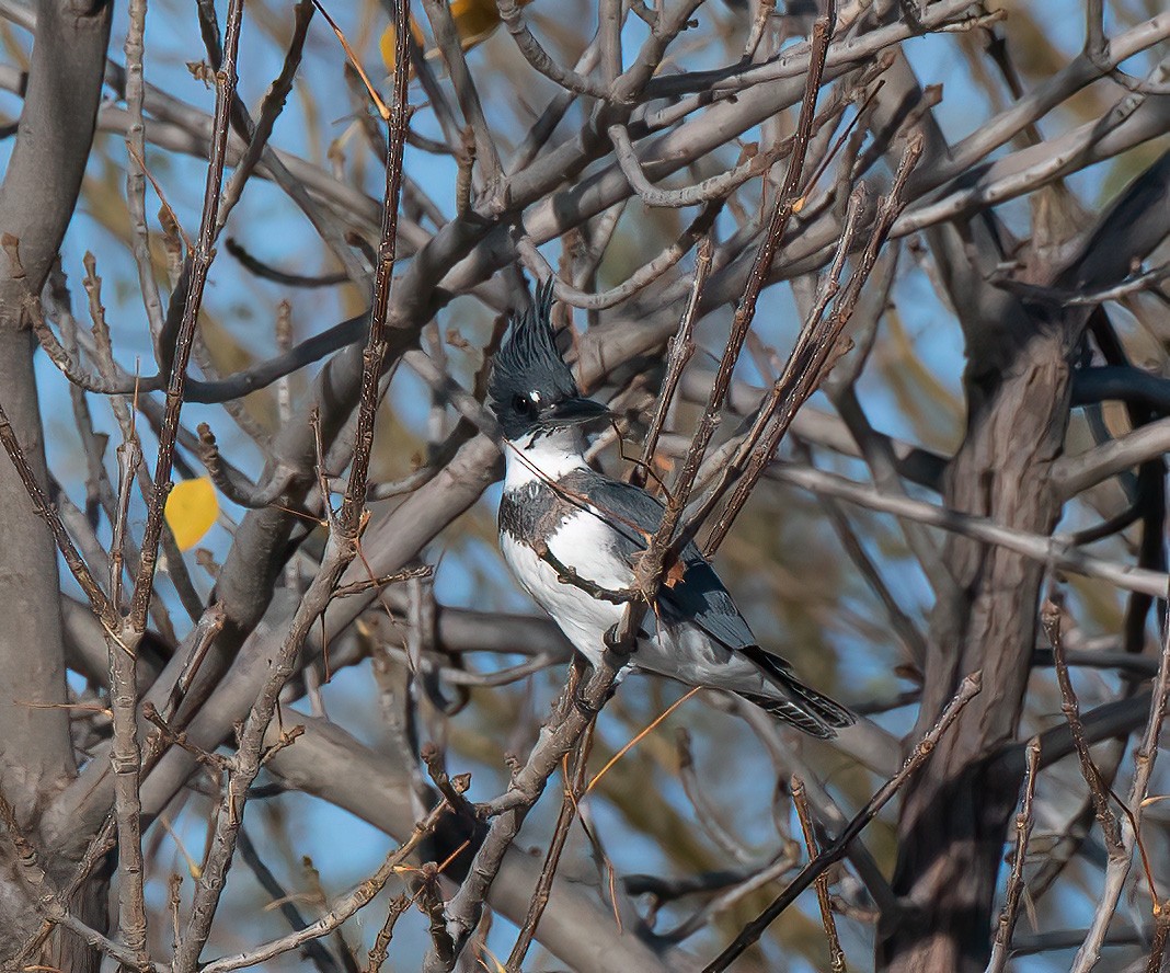 Belted Kingfisher - ML401422271