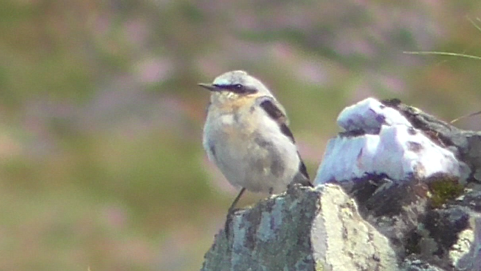 Northern Wheatear - ML401422281