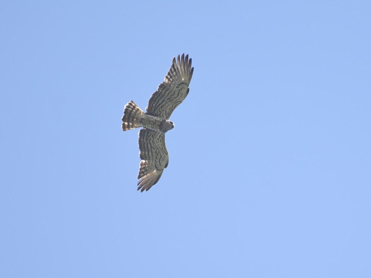 Short-toed Snake-Eagle - ML401424891