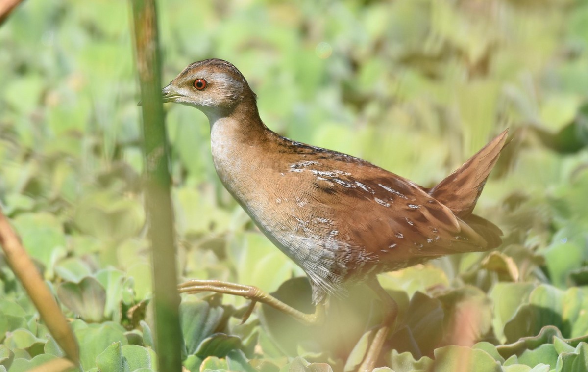 Baillon's Crake - ML401424941
