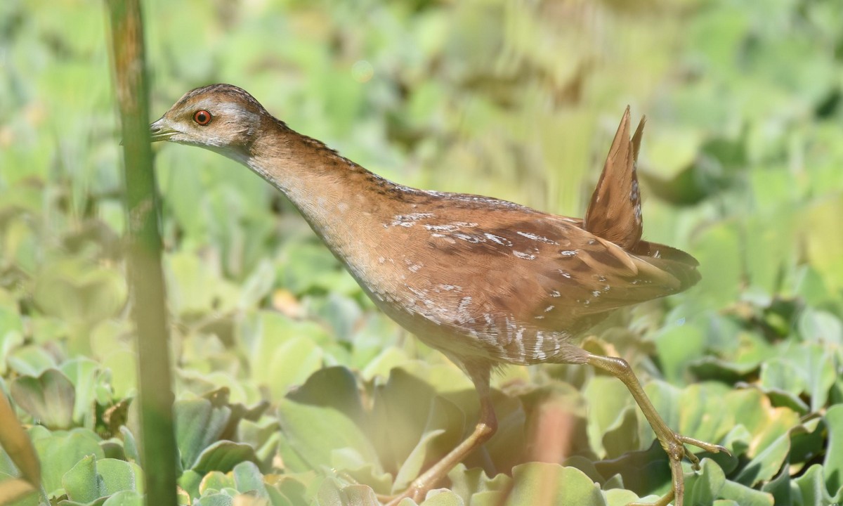 Baillon's Crake - ML401424951