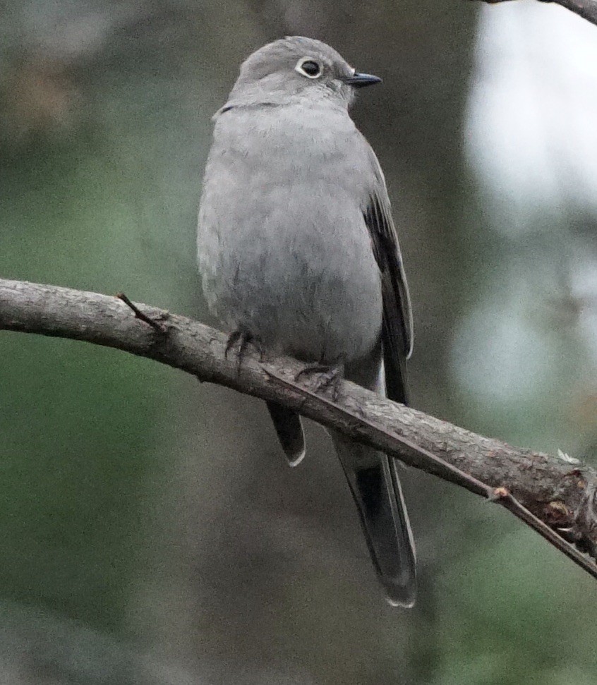 Townsend's Solitaire - ML401425251