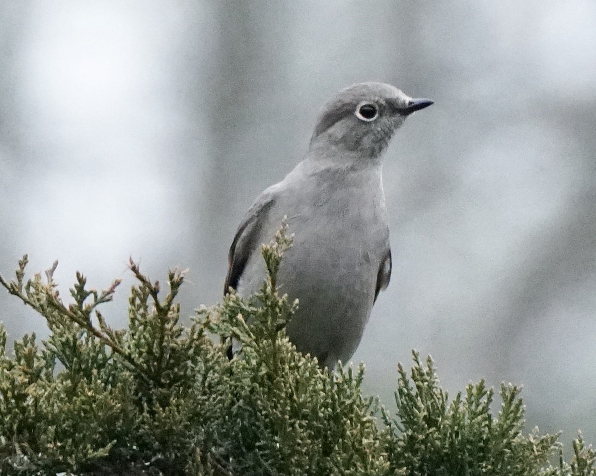Townsend's Solitaire - ML401425281
