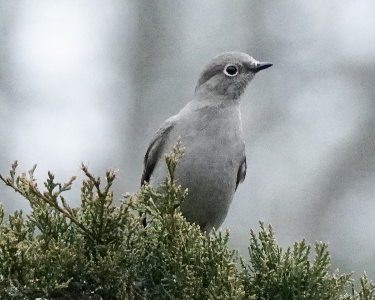 Solitario Norteño - ML401425281