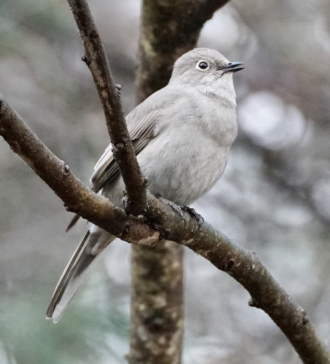 Townsend's Solitaire - ML401425311