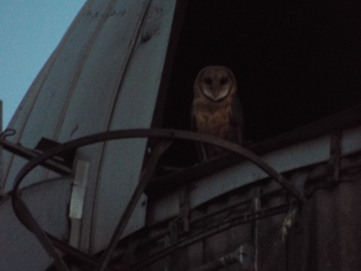 Barn Owl - ML40142581