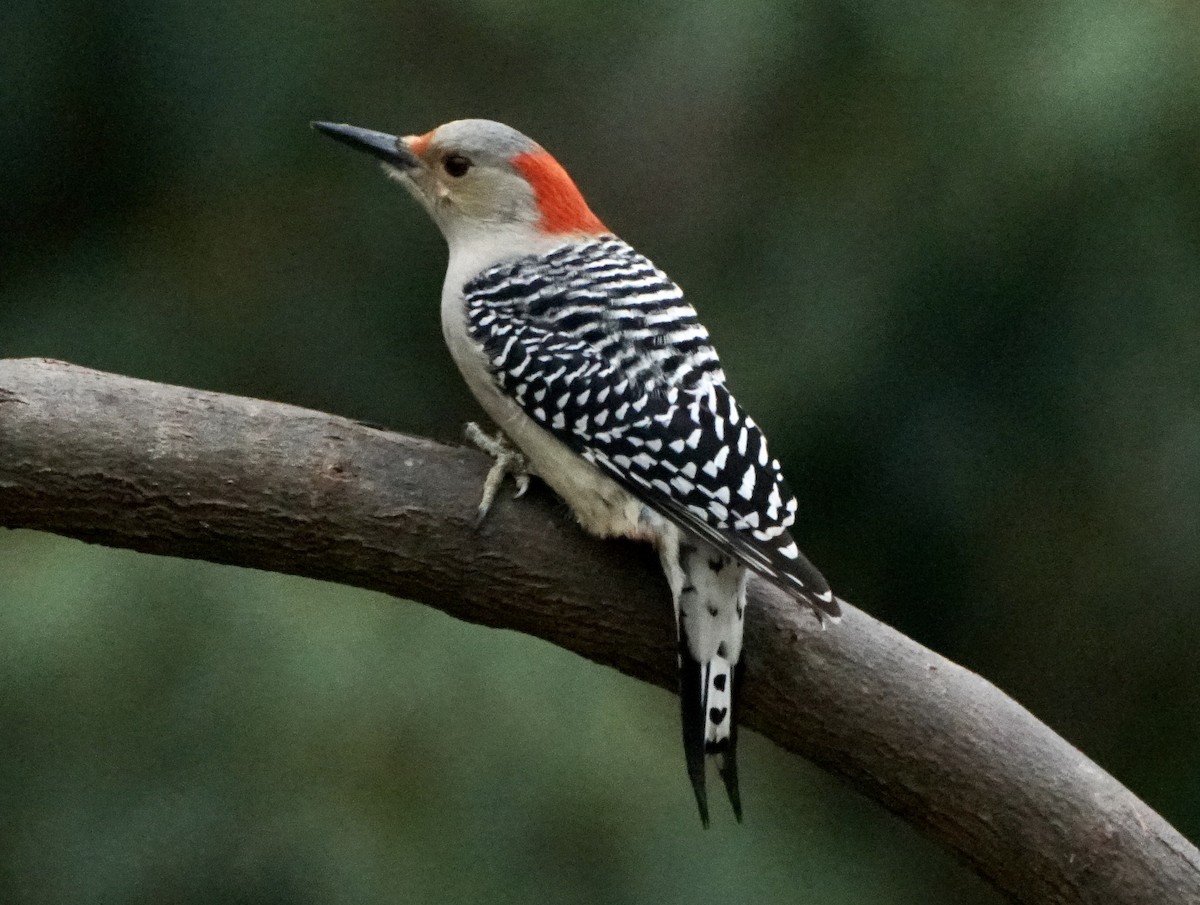 Red-bellied Woodpecker - ML401426001