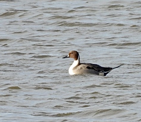 Northern Pintail - ML401427841