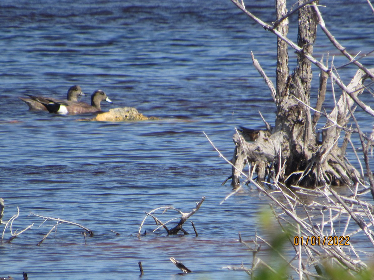 American Wigeon - Vivian F. Moultrie