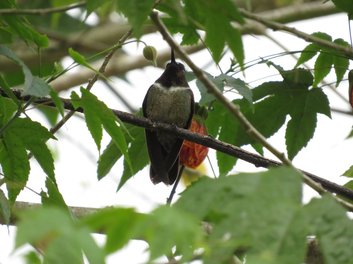 kolibřík méridský - ML401428101