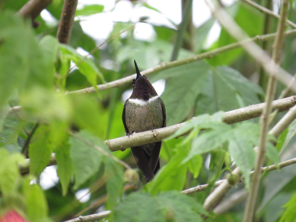 kolibřík méridský - ML401428131