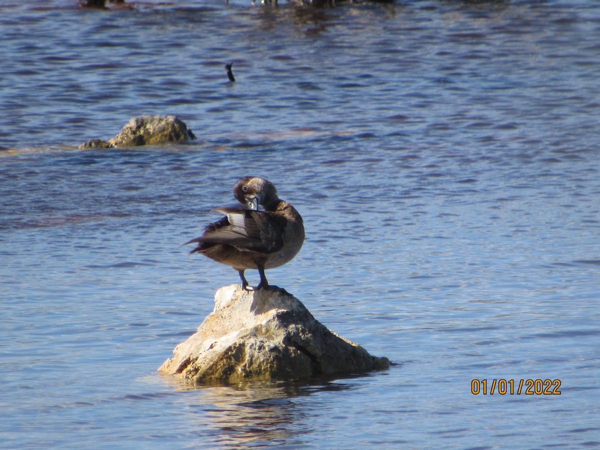 Ring-necked Duck - ML401428431