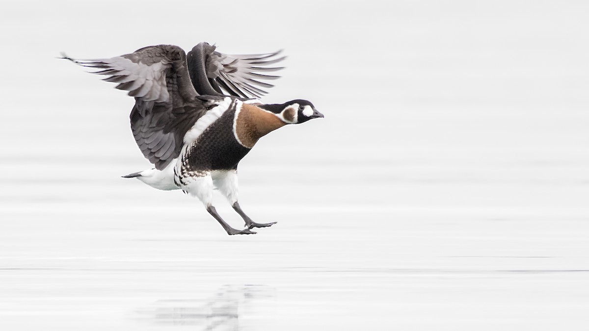Red-breasted Goose - ML401428591