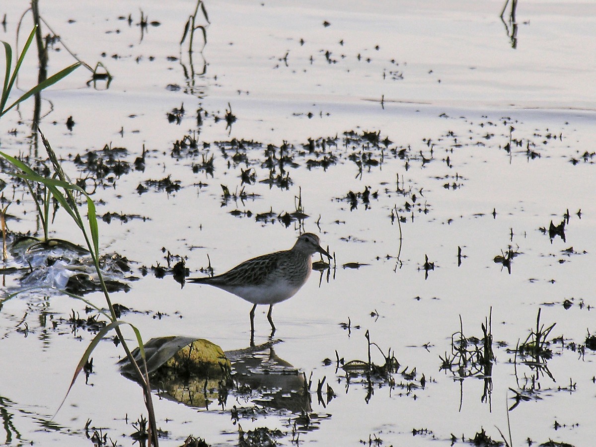 Pectoral Sandpiper - ML401429961