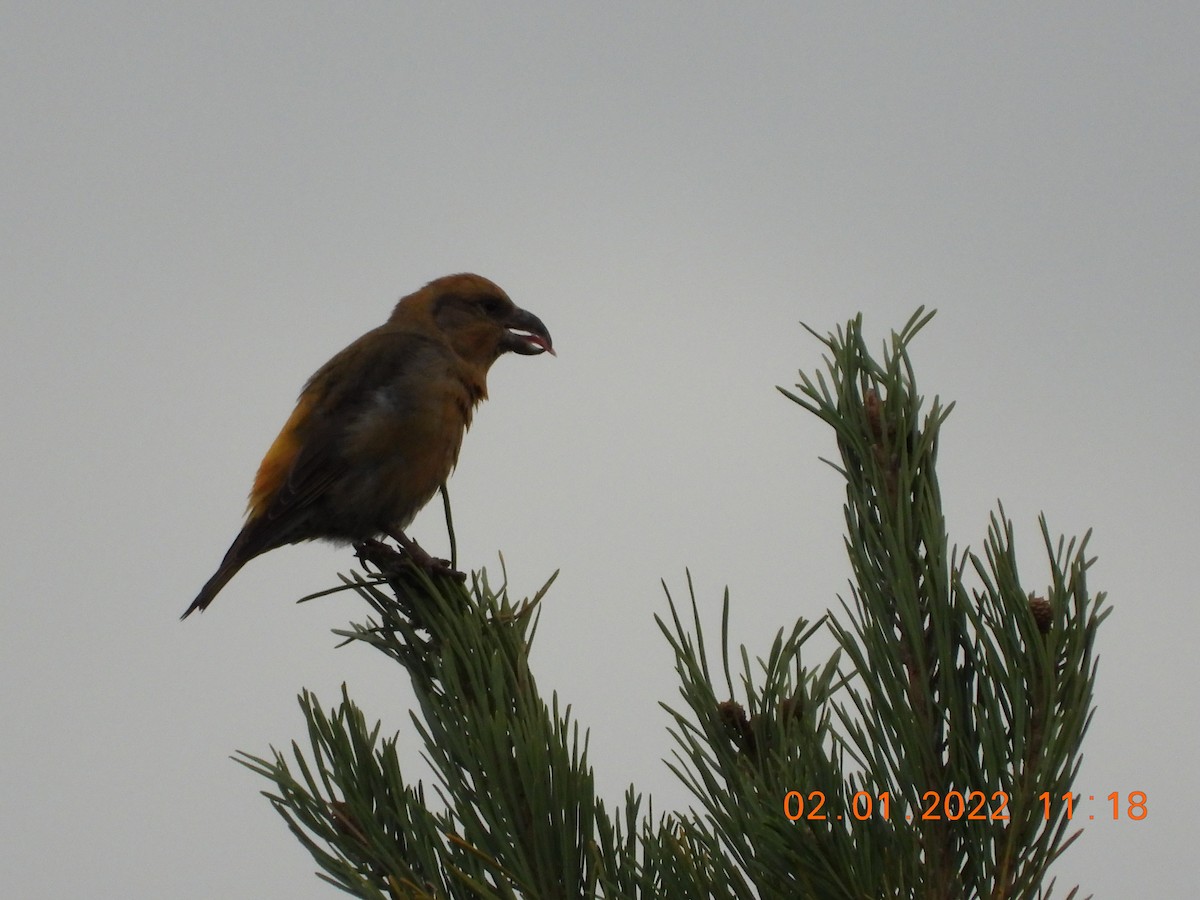 Red Crossbill - ML401429971