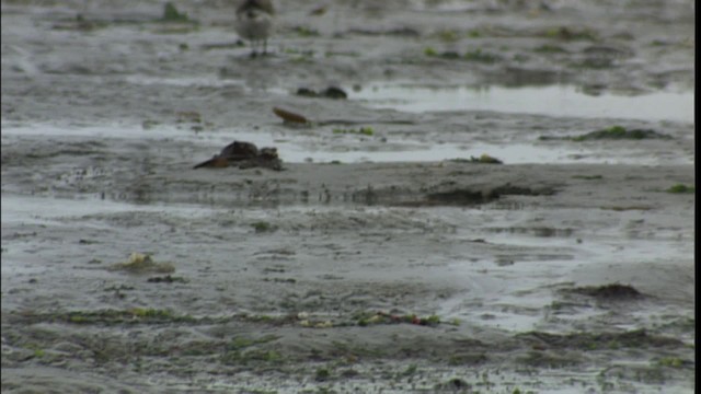 Нугасны овгийн зүйл - ML401430