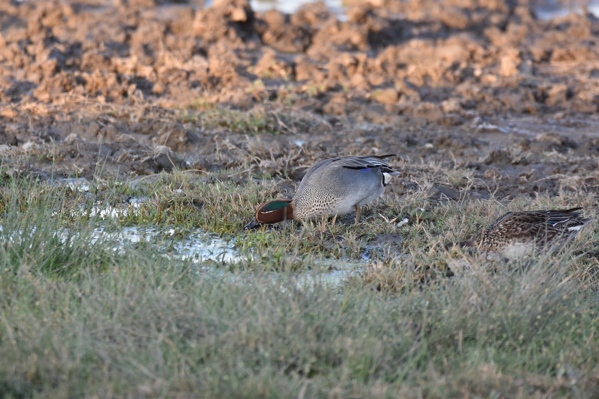 Green-winged Teal - ML401430361
