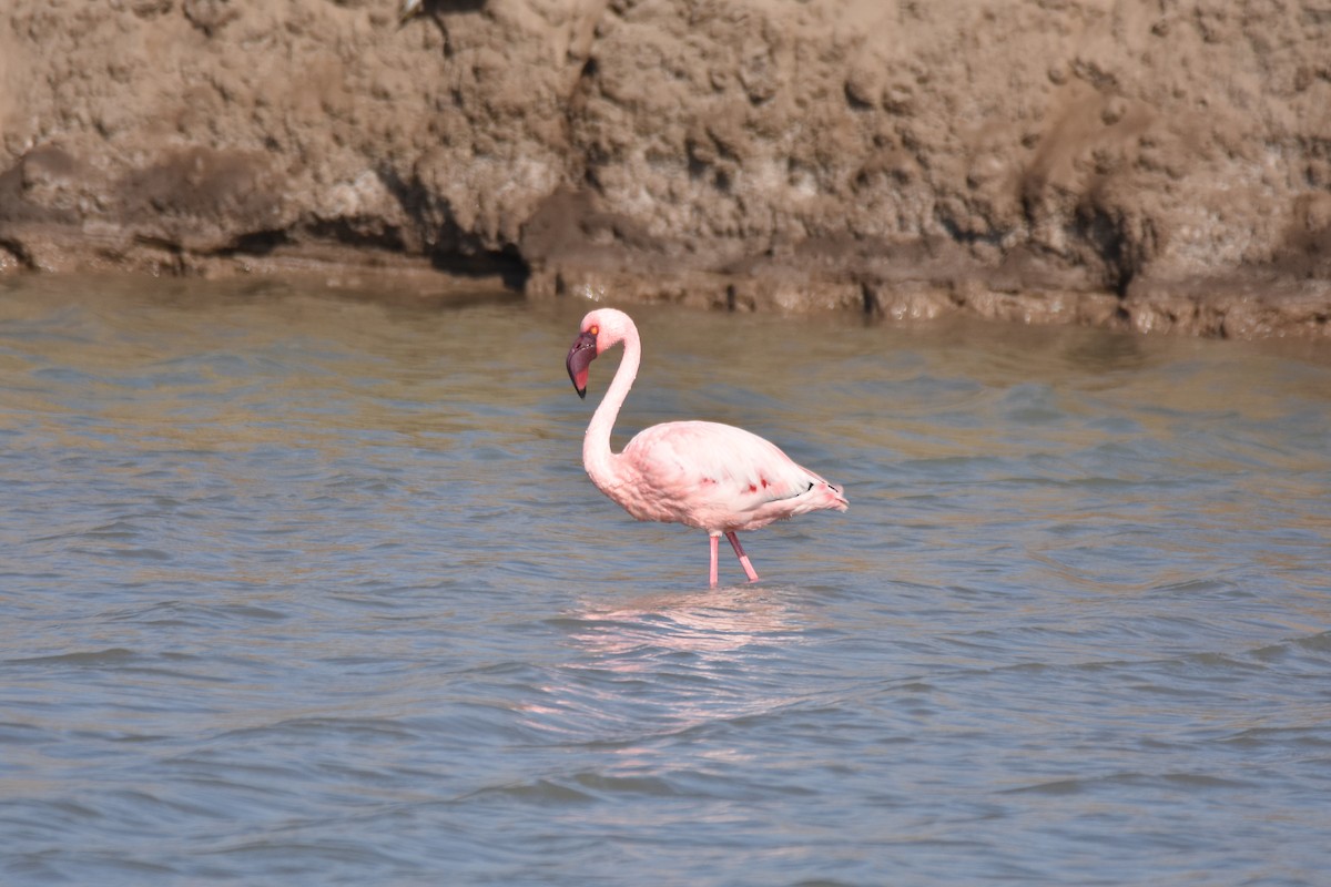 Lesser Flamingo - ML401430421