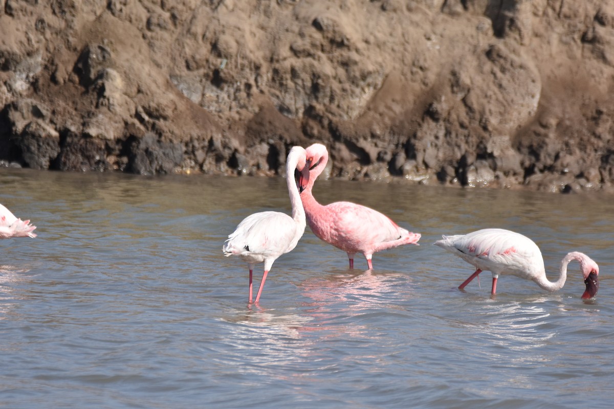 Lesser Flamingo - ML401430451