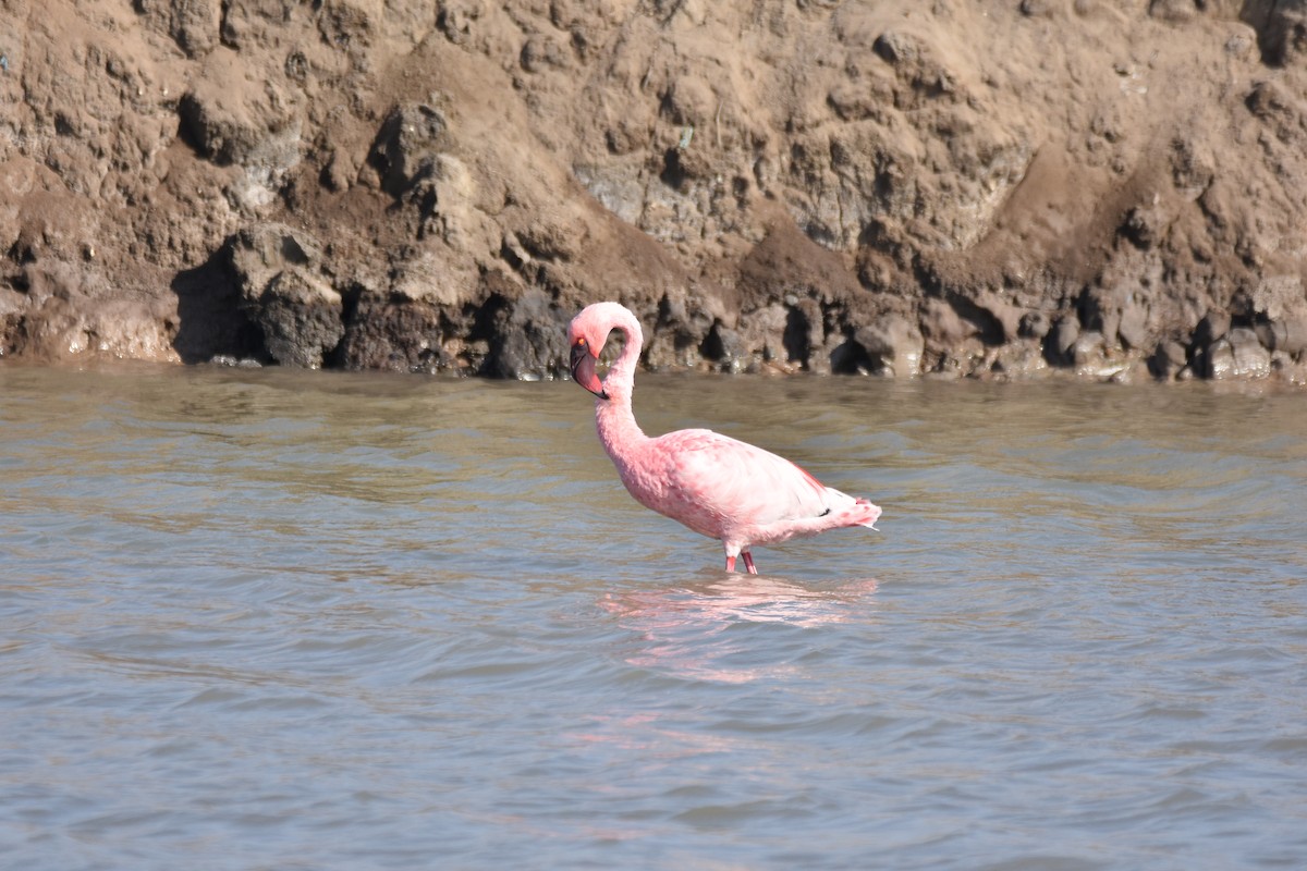 Lesser Flamingo - ML401430571