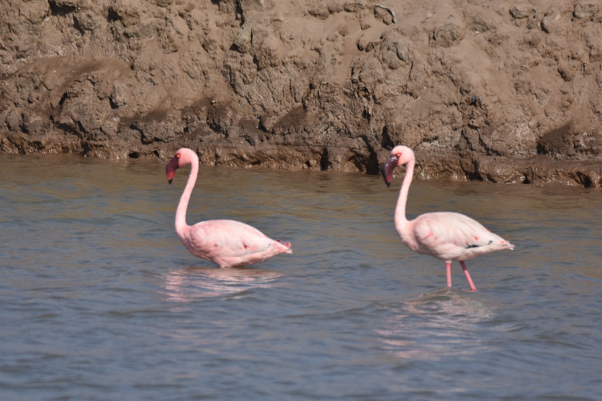 Lesser Flamingo - ML401430631