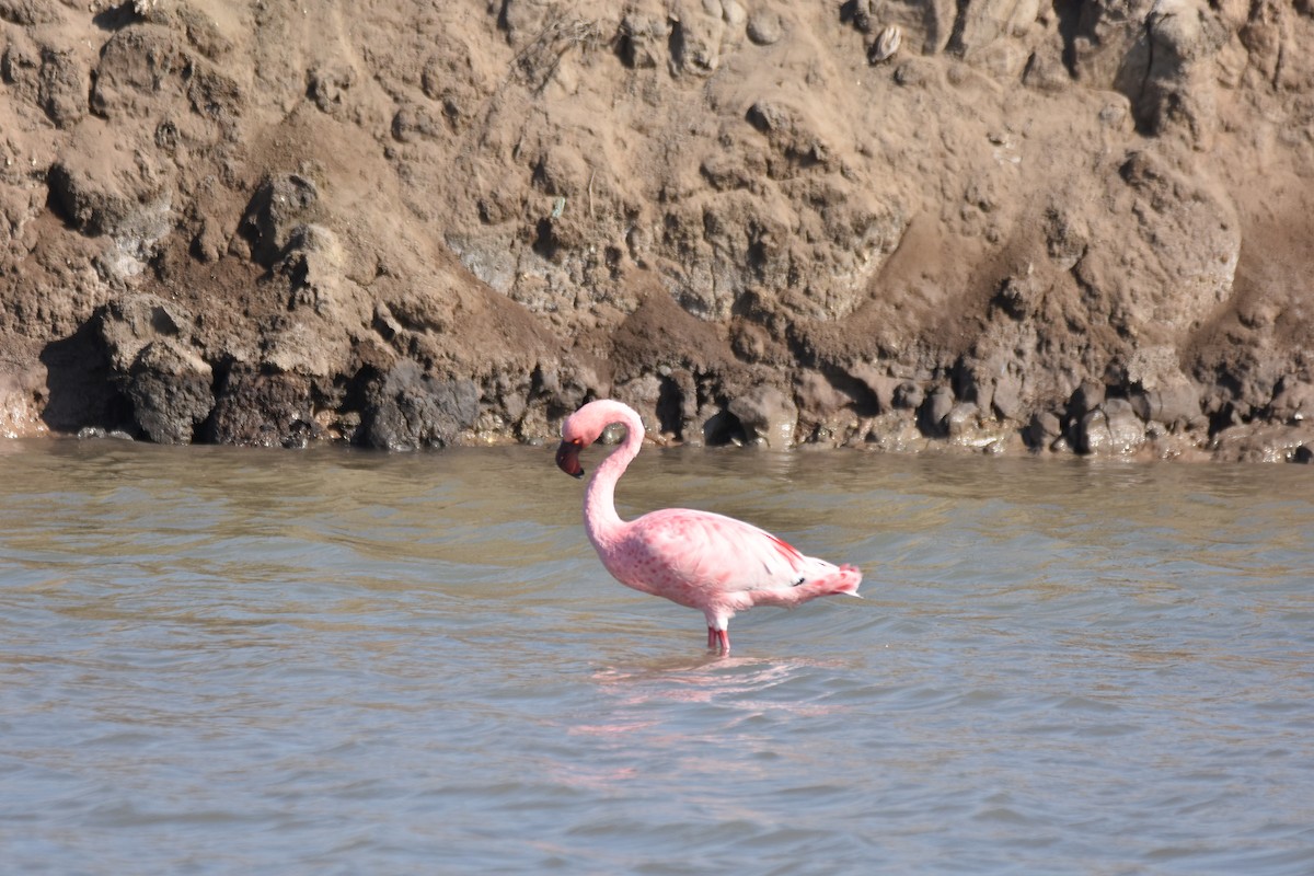 Lesser Flamingo - ML401430671