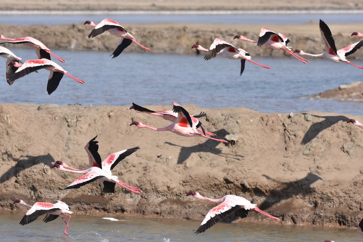 Lesser Flamingo - ML401431101