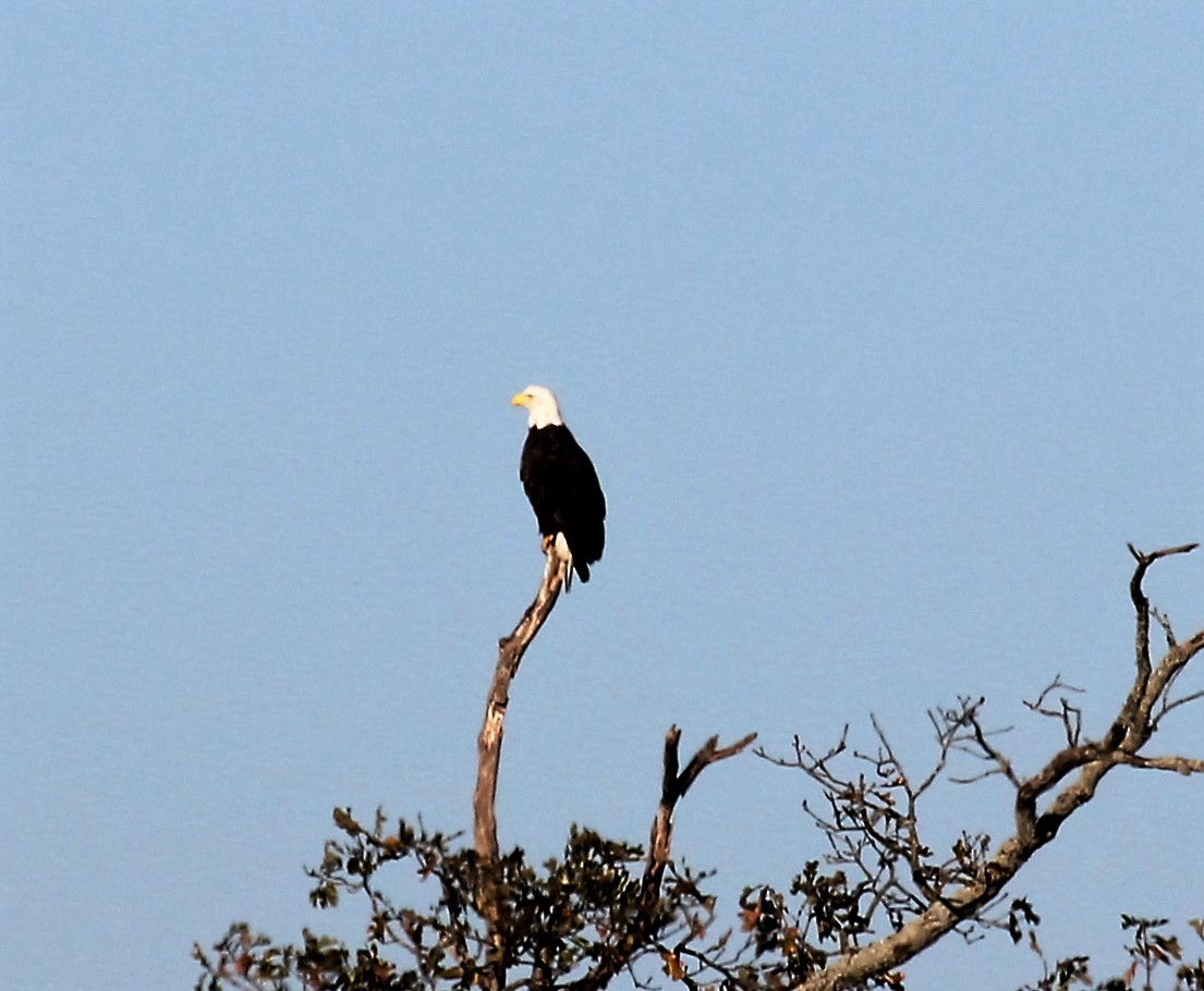 Weißkopf-Seeadler - ML40143131