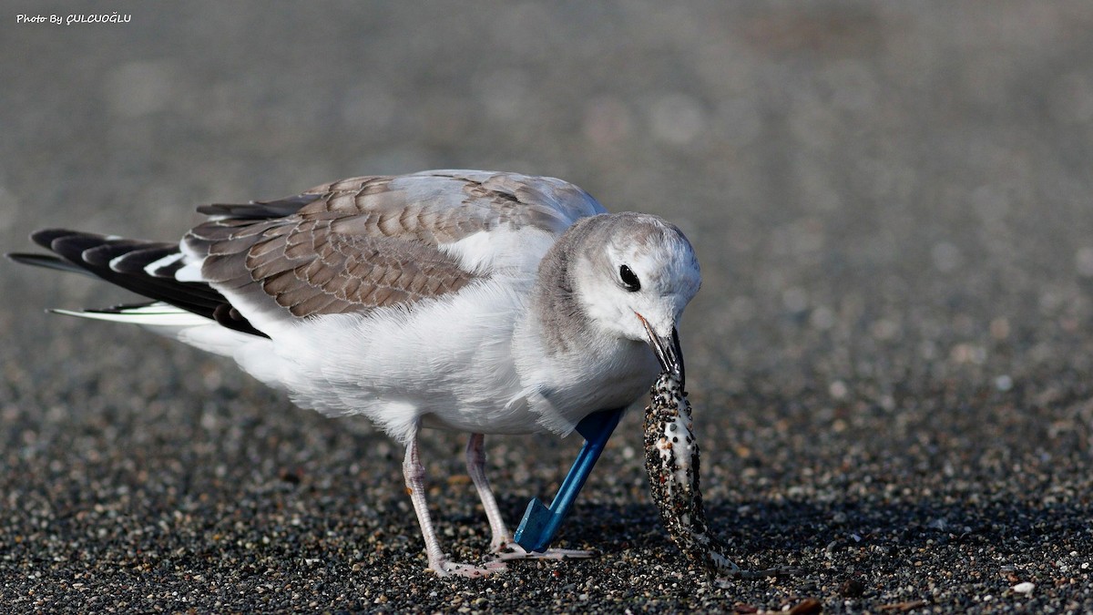 Sabine's Gull - ML401434781