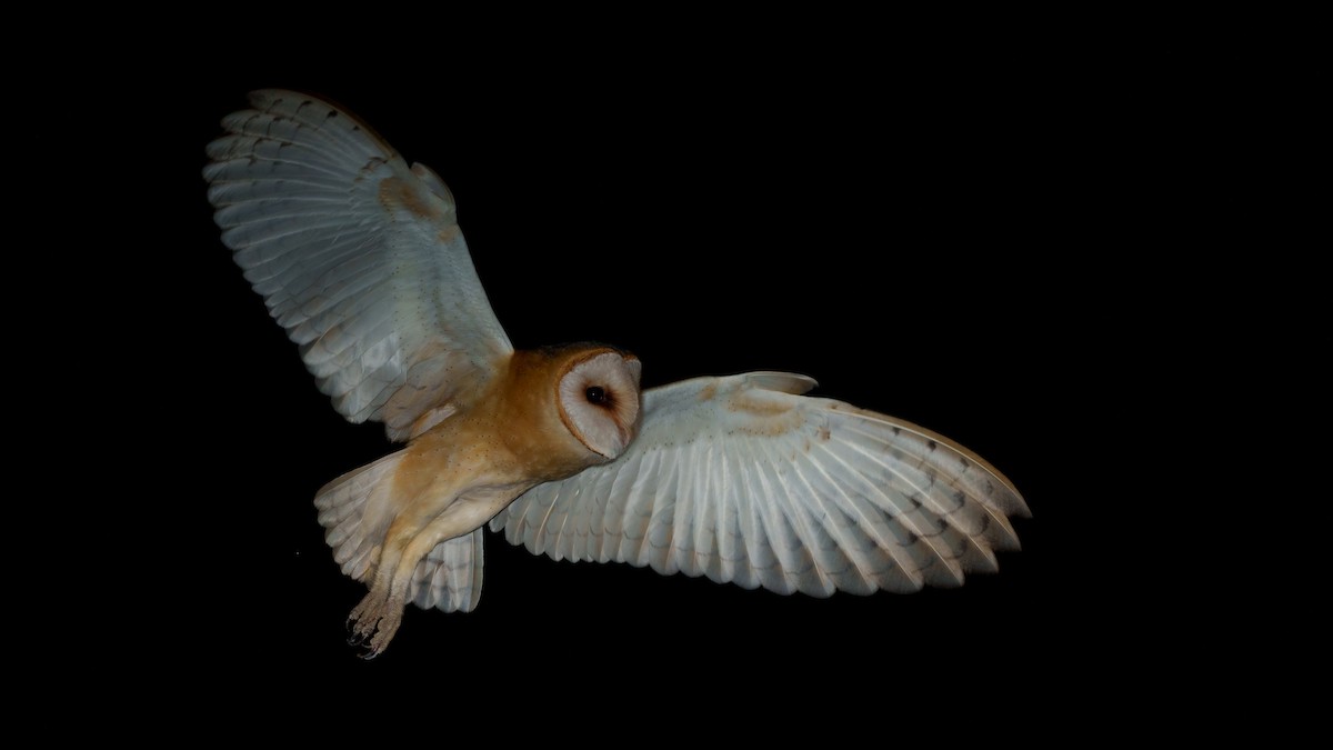Western Barn Owl - babur hakarar
