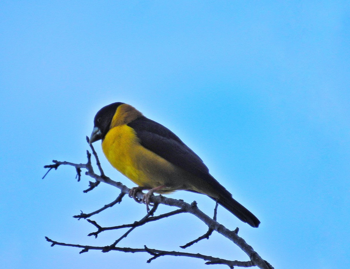 Collared Grosbeak - ML401434841