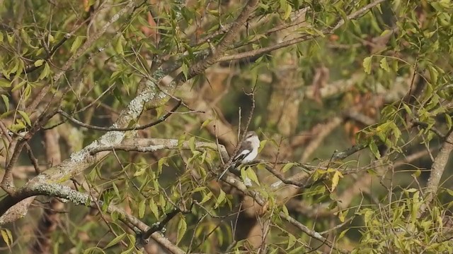 White-bellied Minivet - ML401434911