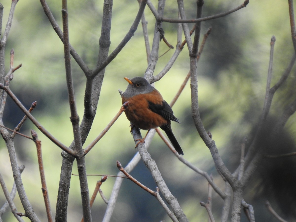 Chestnut Thrush - ML401435621