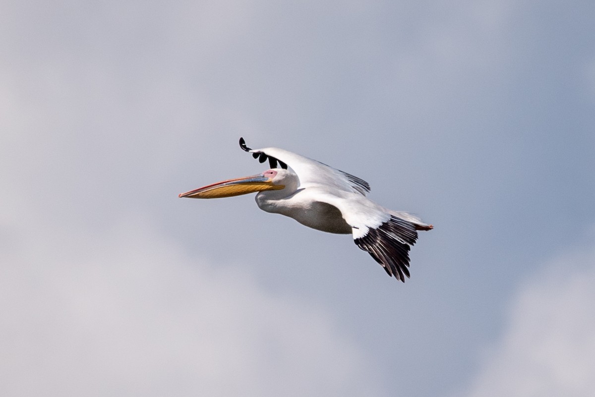 pelikán bílý - ML401436411