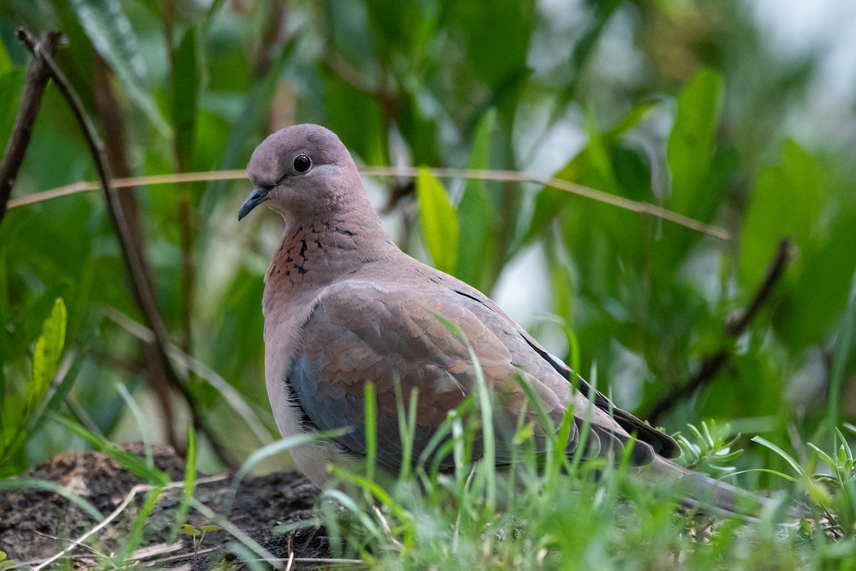 Laughing Dove - Matt Schiller