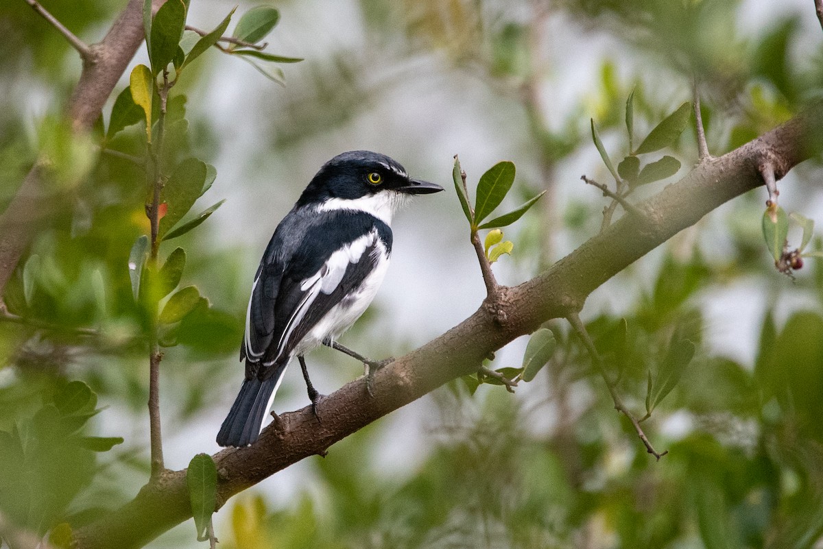 lesknáček obecný - ML401436471