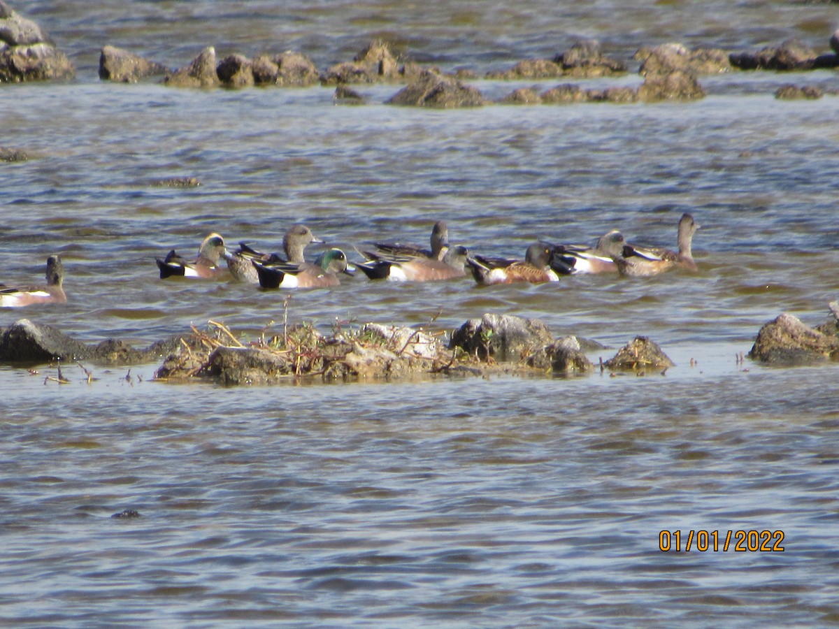 American Wigeon - Vivian F. Moultrie