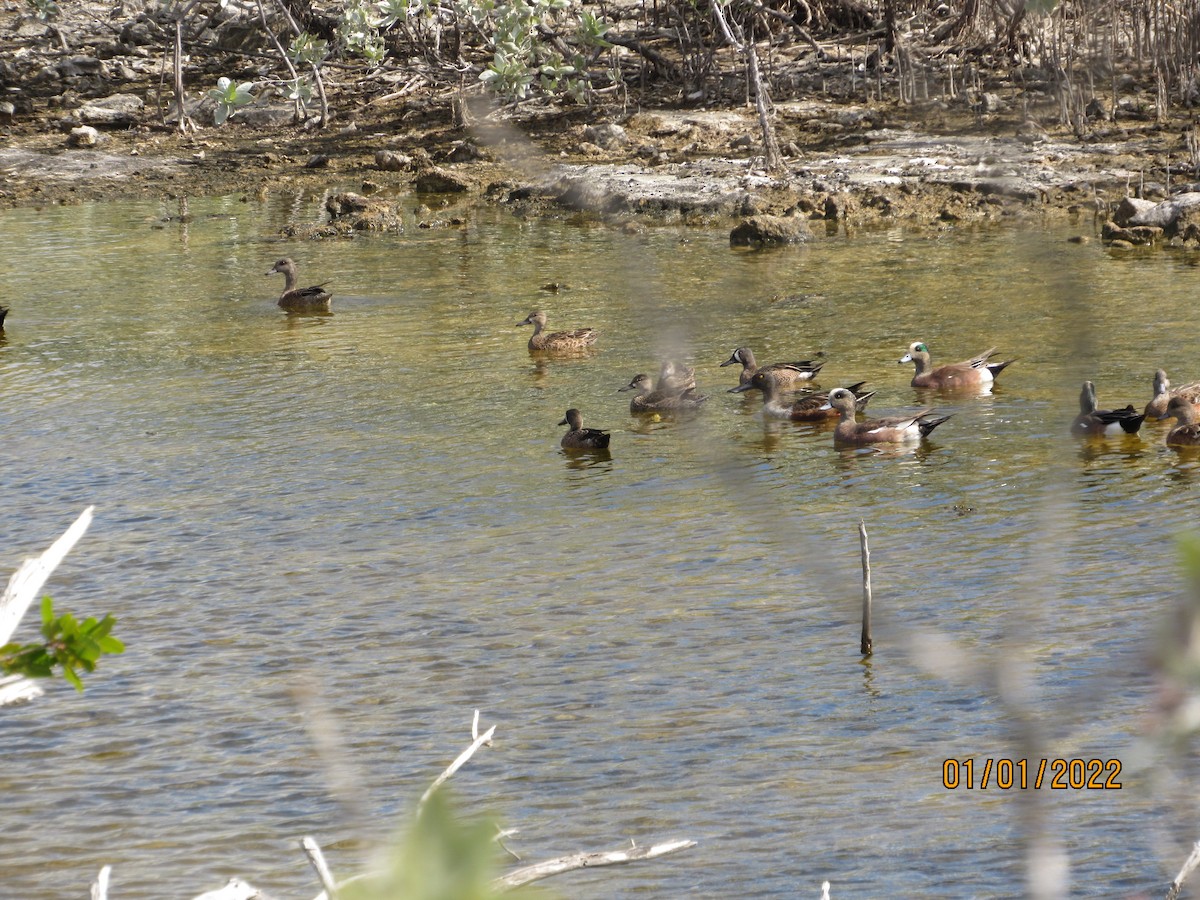 American Wigeon - Vivian F. Moultrie