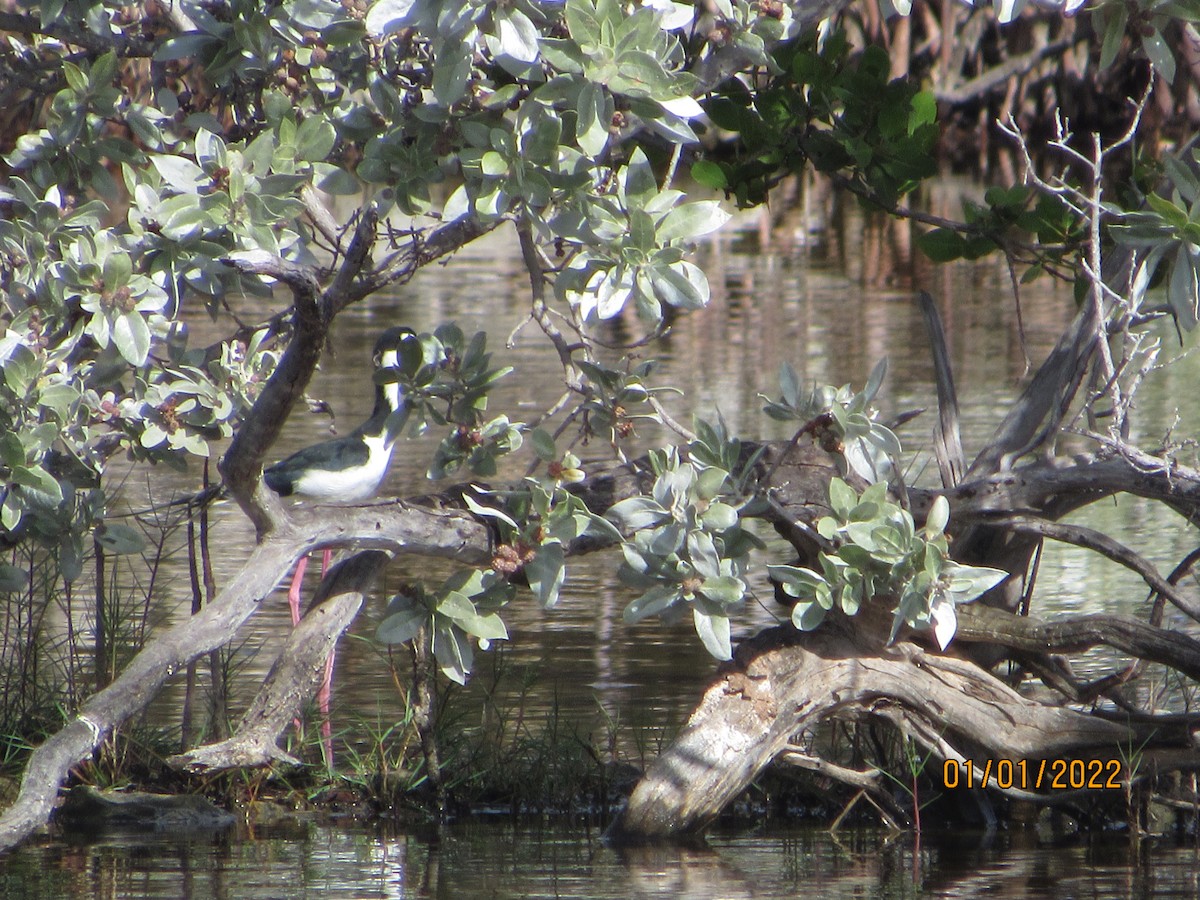 Black-necked Stilt - ML401437291