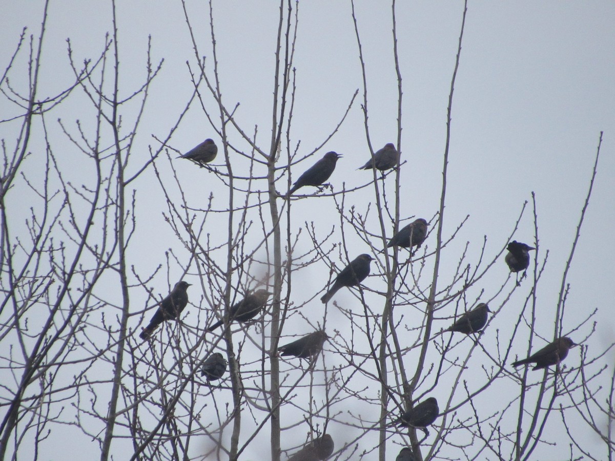 Rusty Blackbird - ML401438451