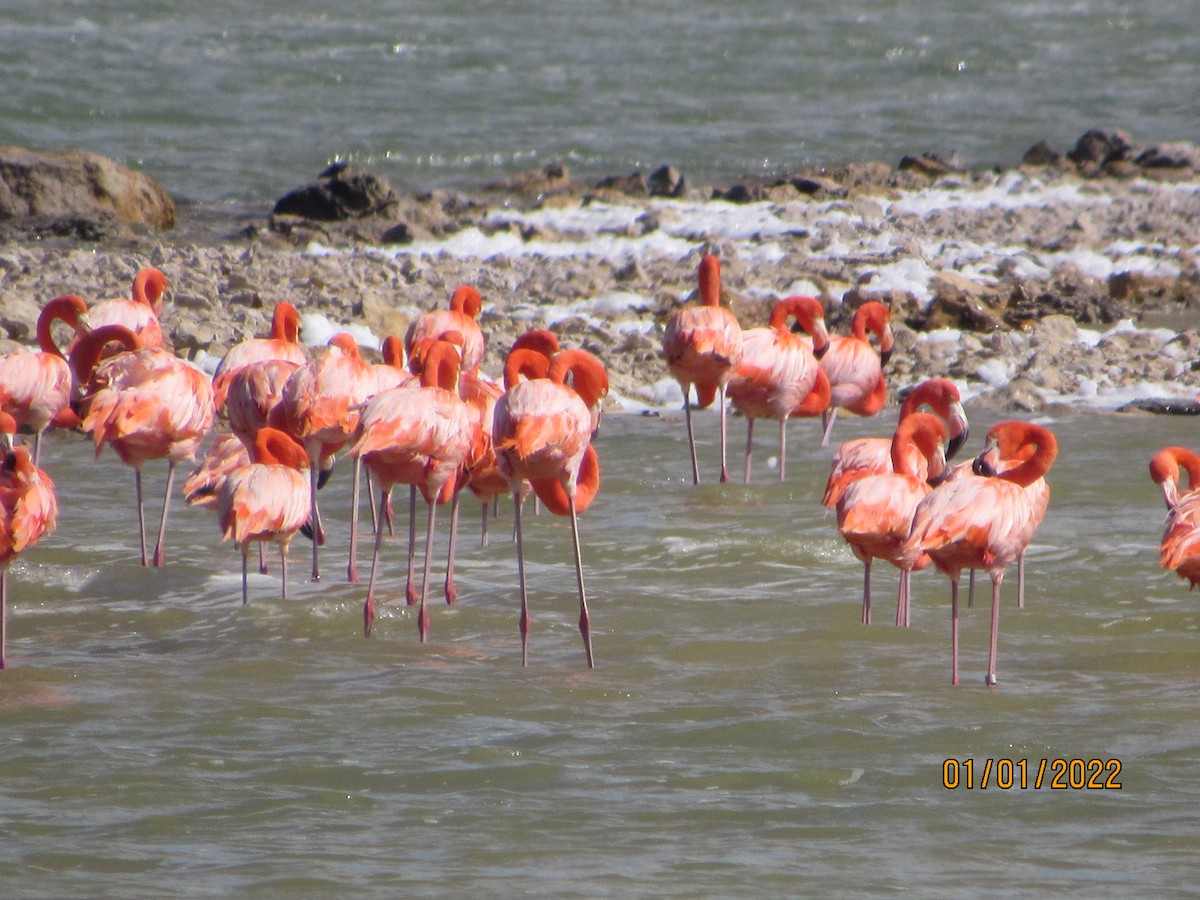 Amerika Flamingosu - ML401440771